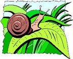 CARACOL-CLIPART (8)