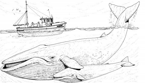 colorear ballena (4).gif