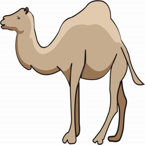 colorear camello (2)