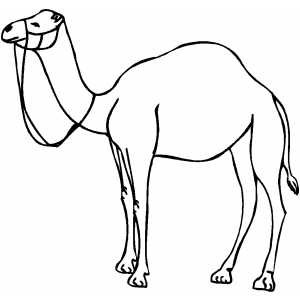 colorear camello (2000)