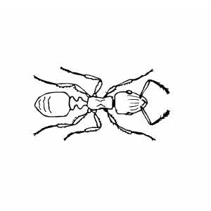 colorear hormiga (2)