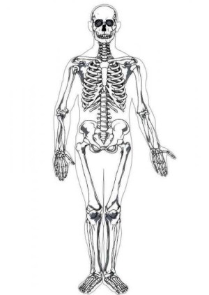 el cuerpo humano (17).jpg