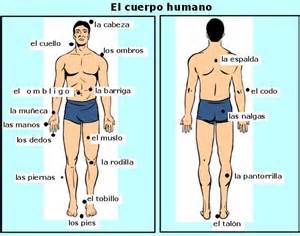 el cuerpo humano (27)