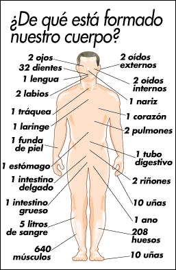 el cuerpo humano (1000).gif